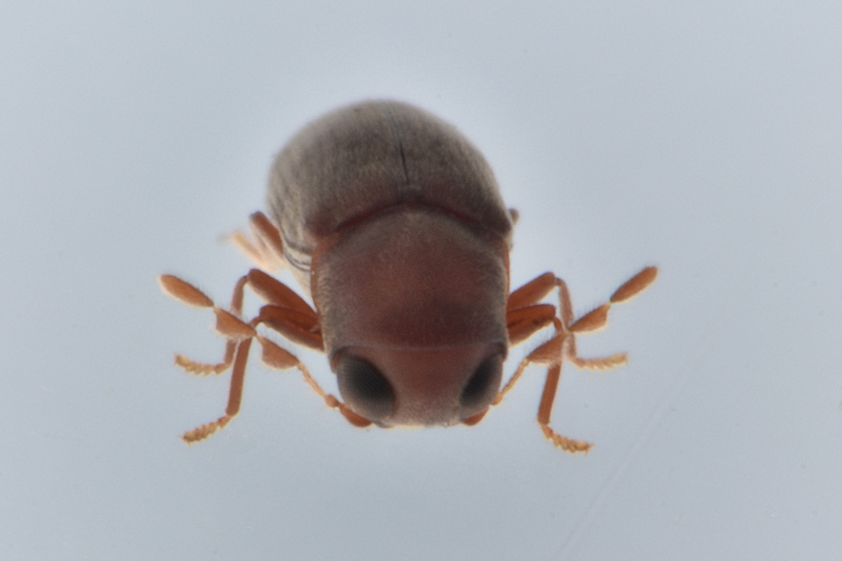 Anobiidae: Gastrallus laevigatus